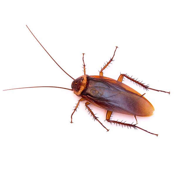 American cockroach pest control and removal in Vancouver WA and Portland OR