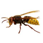 European hornet pest control and removal in Vancouver WA and Portland OR
