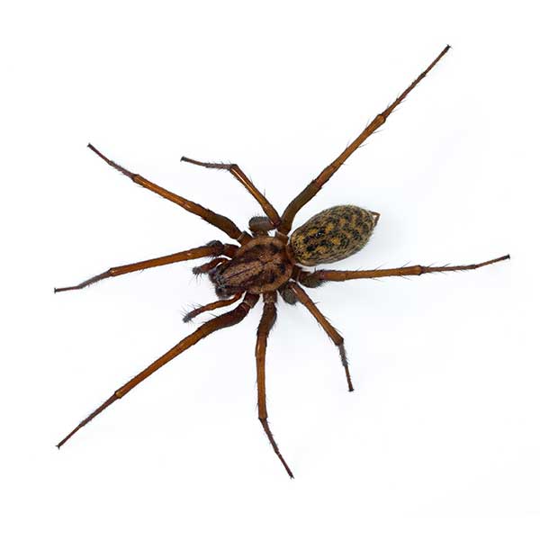 Giant house spider pest control and removal in Vancouver WA and Portland OR