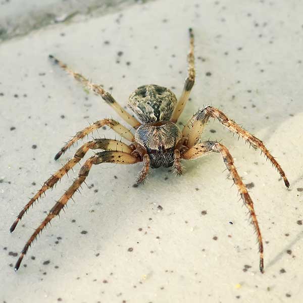 Hobo spider pest control and removal in Vancouver WA and Portland OR