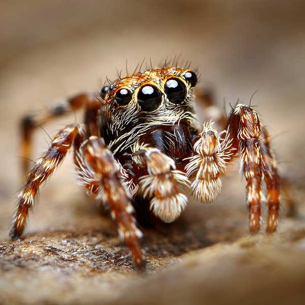 Jumping spider pest control and removal in Vancouver WA and Portland OR