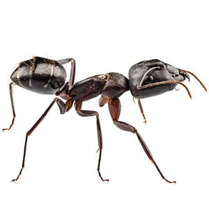 Odorous ant pest control and removal in Vancouver WA and Portland OR