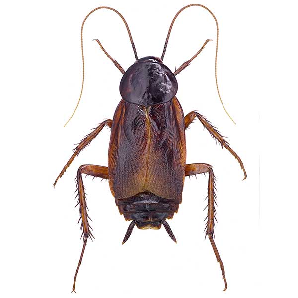 Oriental cockroach pest control and removal in Vancouver WA and Portland OR
