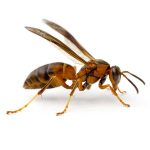 Paper wasp pest control and removal in Vancouver WA and Portland OR