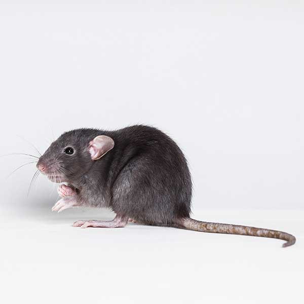 Roof rat pest control and removal in Vancouver WA and Portland OR