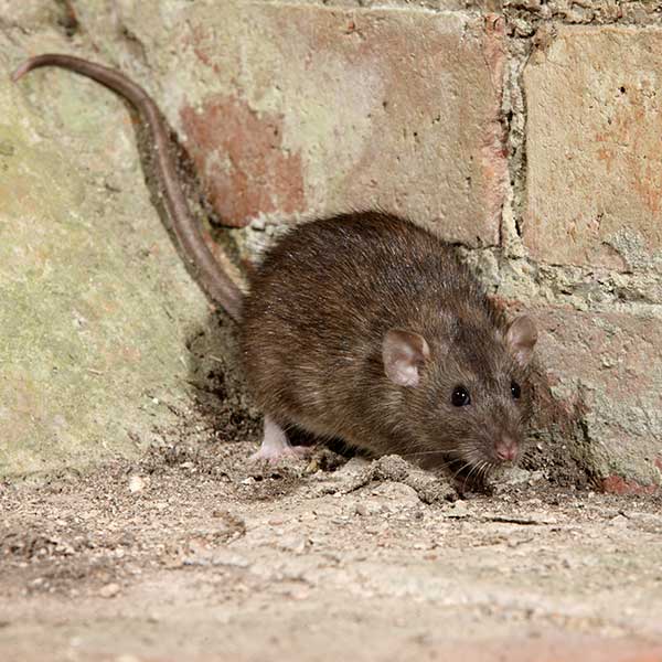 Norway rat pest control and removal in Vancouver WA and Portland OR