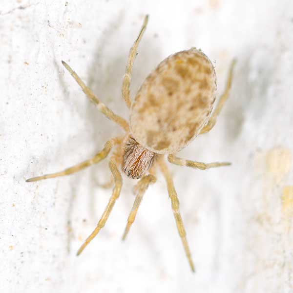Sac spider pest control and removal in Vancouver WA and Portland OR