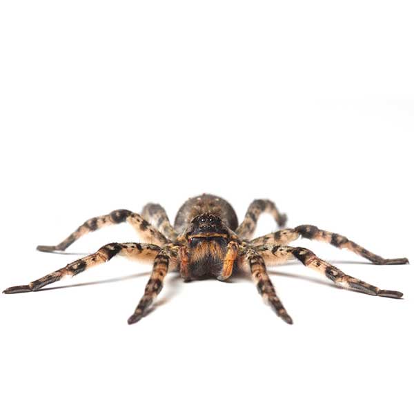 Wolf spider pest control and removal in Vancouver WA and Portland OR