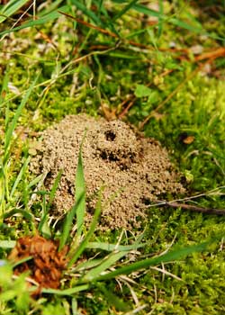Antworks provides expert ant extermination services in Vancouver WA and Portland OR.