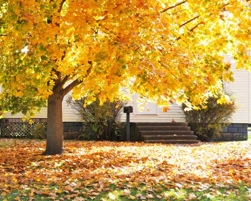 Antworks provides expert pest control services in Vancouver WA and Portland OR.