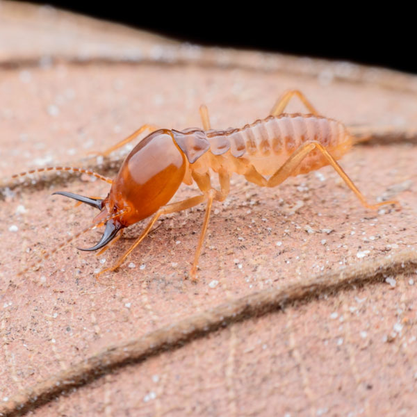 Antworks Pest Control provides exceptional dampwood termite extermination and control for the Vancouver WA and Portland OR areas.
