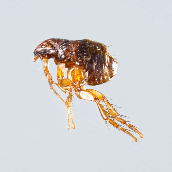 Antworks Pest Control provides exceptional flea extermination and control for the Vancouver WA and Portland OR areas.