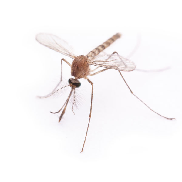Antworks Pest Control provides exceptional mosquito extermination and control for the Vancouver WA and Portland OR areas.