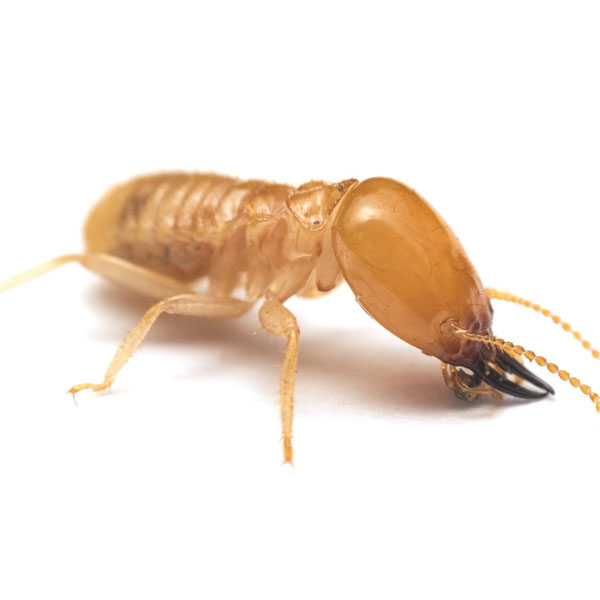 Antworks Pest Control provides exceptional subterranean termite extermination and control for the Vancouver WA and Portland OR areas.