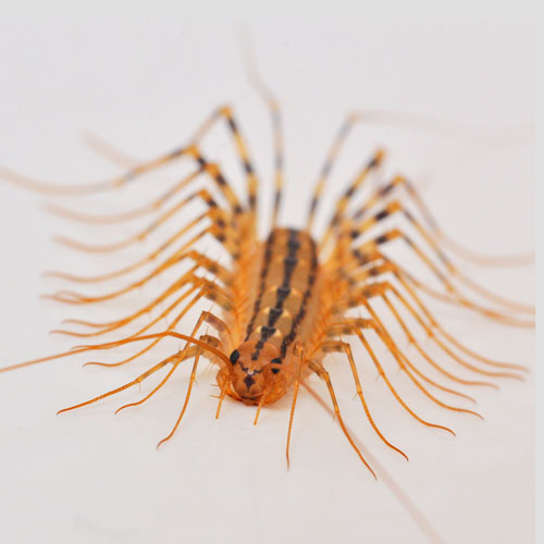what a house centipede looks like in Portland OR & Vancouver WA - Antworks Pest Control