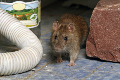 Antworks reveals ways rodents can enter your home and offers tips to prevent this in Portland OR and Vancouver WA.