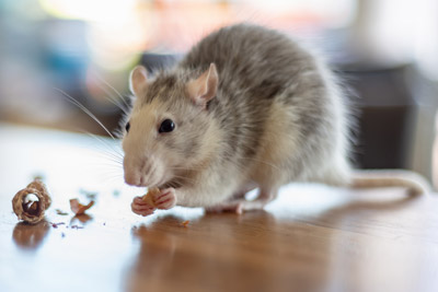 Antworks talks about mouse destruction and rat destruction.