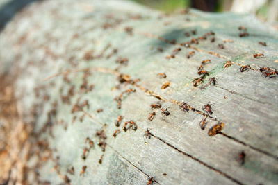 Ants on a log. Antworks serving Portland OR and Vancouver WA talks about the five common fall pests in the Pacific Northwest.