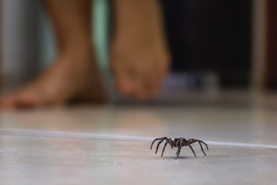 Close up of spider on the floor of a home with person in the background. Antworks debunks the myth that spiders hibernate in Portland, OR and Vancouver, WA.