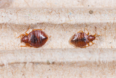 Two bed bugs up close. Antworks offers tips to Vancouver WA and Portland OR travelers to help prevent bed bugs.