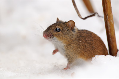Rodent in the snow. Antworks talks about the pest problems rural areas face in Portland OR and Vancouver WA.