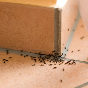 Ant Extermination Cost by Antworks Pest Control in Vancouver WA