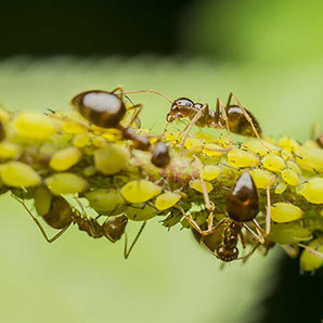 What Purpose Do Ants Have by Antworks Pest Control in Portland OR and Vancouver WA