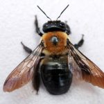 Carpenter Bee pest control in Portland OR and Vancouver WA