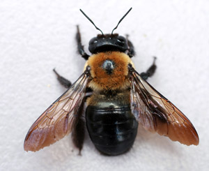 Carpenter Bee pest control in Portland OR and Vancouver WA