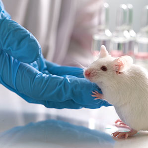 Do Rats and Mice Carry Diseases By Antworks Pest Control in Portland OR and Vancouver WA