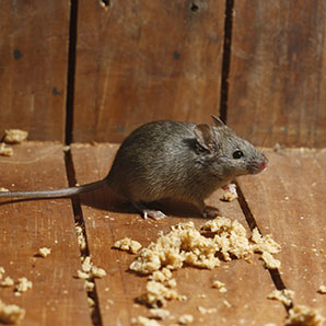 How rats and mice destroy your home in Vancouver WA & Portland OR - Image of a rat - Antworks Pest Control