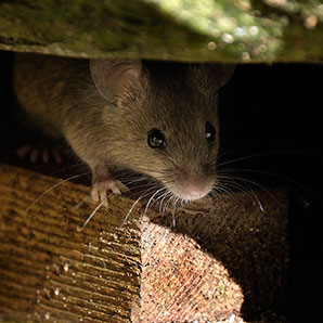 How to keep rodents out of your home or business in Vancouver WA & Portland OR - Image of a rat - Antworks Pest Control