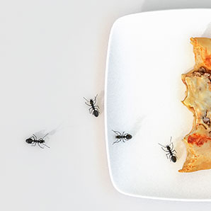 Reasons Why You Have Ants By Antworks Pest Control In Vancouver WA and Portland OR