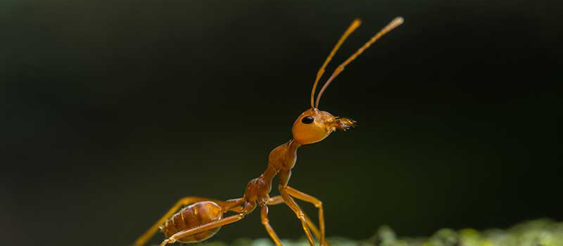 Ant Extermination Services provided by Antworks Pest Control