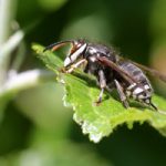 Bald-faced hornet. Antworks serving Portland OR & Vancouver WA talks about how to identify hornets and wasps.