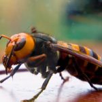 Murder Hornet. Antworks serving Portland OR & Vancouver WA talks about how to identify hornets and wasps.