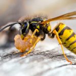 Up close of yellow jacket. Antworks serving Portland OR & Vancouver WA talks about how to identify hornets and wasps.