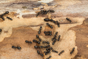 Up close of black ants. Antworks serving Vancouver WA and Portland OR talks about damage ants can do to a home.