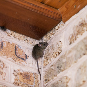 Rodent in home. Antworks serving Portland OR & Vancouver WA talks about signs of a rodent infestation.