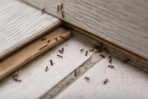 Ants gathered in a home. Antworks, serving Portland OR and Vancouver WA talks about signs you have an ant infestation. 