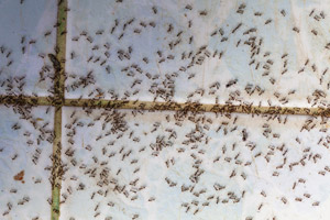 Ants in a home. Antworks in Portland OR and Vancouver WA talks about why ants invade in the spring.
