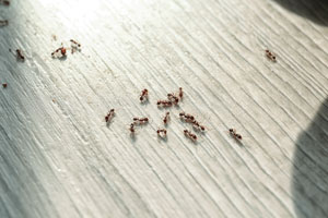 Ants gathered in a home. Antworks, serving Portland OR and Vancouver WA talks about common springtime pests in the Pacific Northwest.