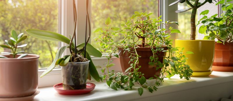 Potted indoor plants on sunny home windowsill - Antworks Pest Control provides springtails extermination, control, & removal services in Portland OR & Vancouver WA.