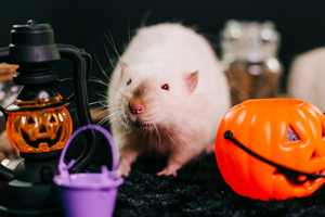 White decorative rat sits on a black background among orange pumpkins - Spooky Pests