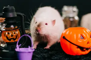 White decorative rat sits on a black background among orange pumpkins - Spooky Pests