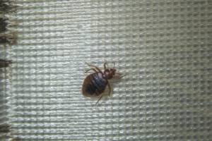 Tips to avoid bed bugs this holiday season in Vancouver WA and Portland OR - Antworks Pest Control