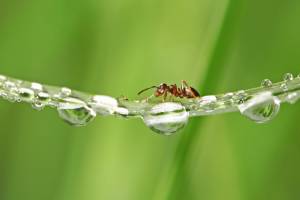 Ant next to raindrop - why you get ants when it rains in Vancouver WA - Antworks Pest Control