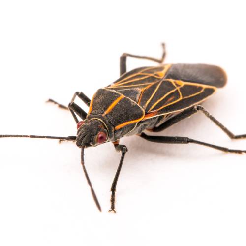 What a box elder bug looks like in Portland OR & Vancouver WA - Antworks Pest Control