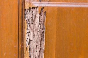 What termite and carpenter ant damage looks like in Vancouver WA & Portland OR - Antworks Pest Control