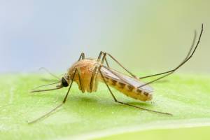 What a mosquito looks like in Vancouver WA & Portland OR - Antworks Pest Control